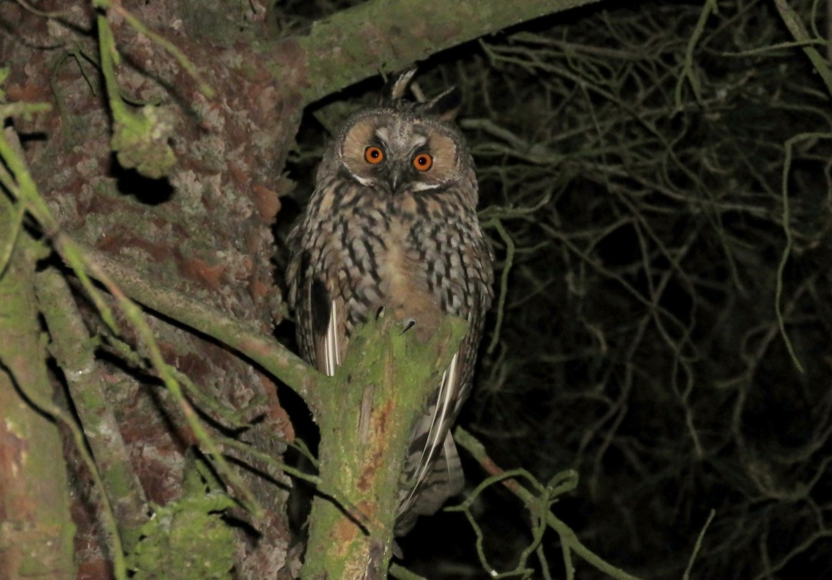 Long-eared Owl - ML238800741