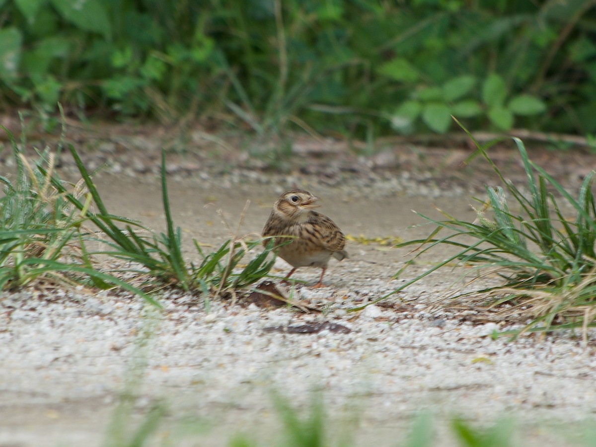 Eurasian Skylark - ML238801331