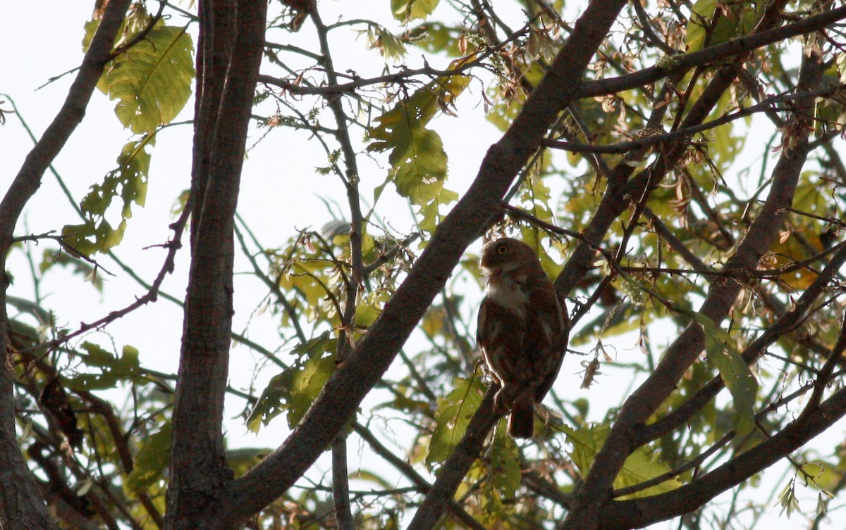 Ferruginous Pygmy-Owl - Jay McGowan