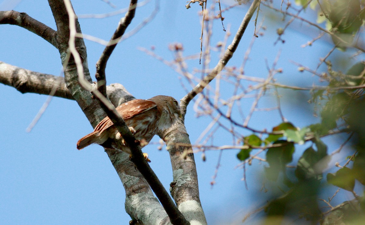 Ferruginous Pygmy-Owl - ML23880291