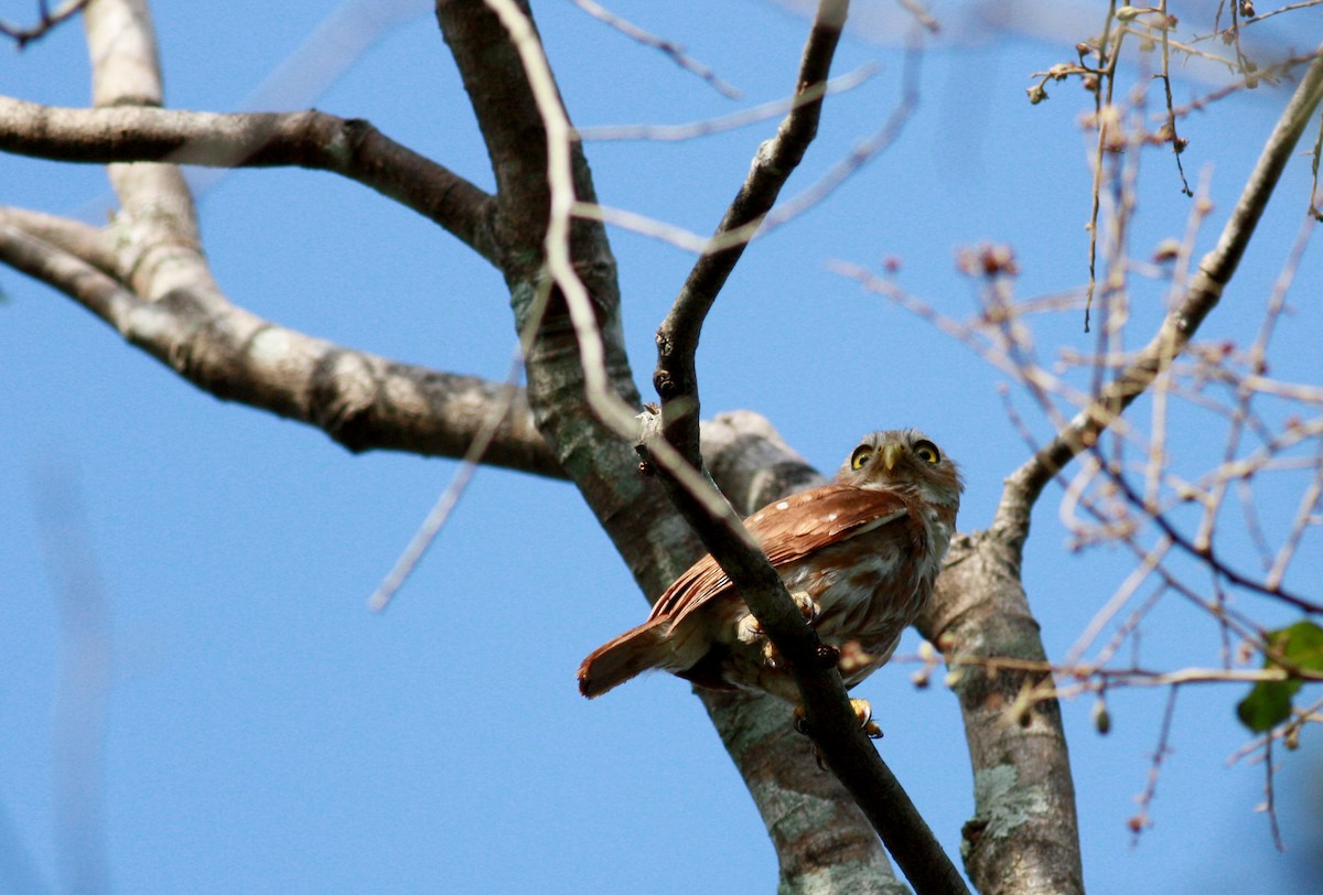 Ferruginous Pygmy-Owl - ML23880301