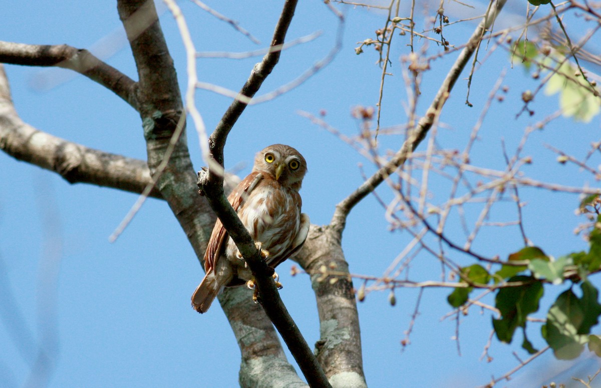 Ferruginous Pygmy-Owl - ML23880321