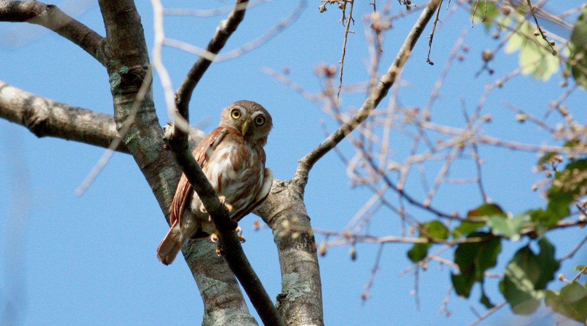 Ferruginous Pygmy-Owl - ML23880351