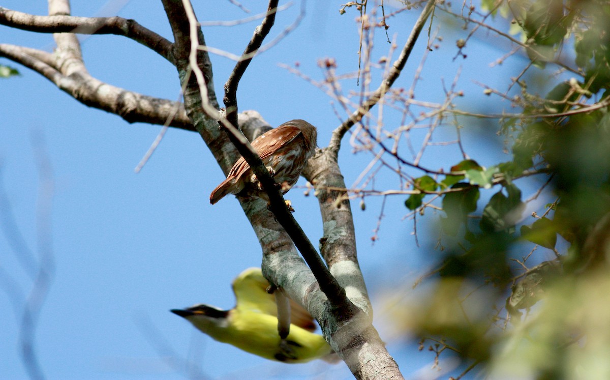 Ferruginous Pygmy-Owl - ML23880371