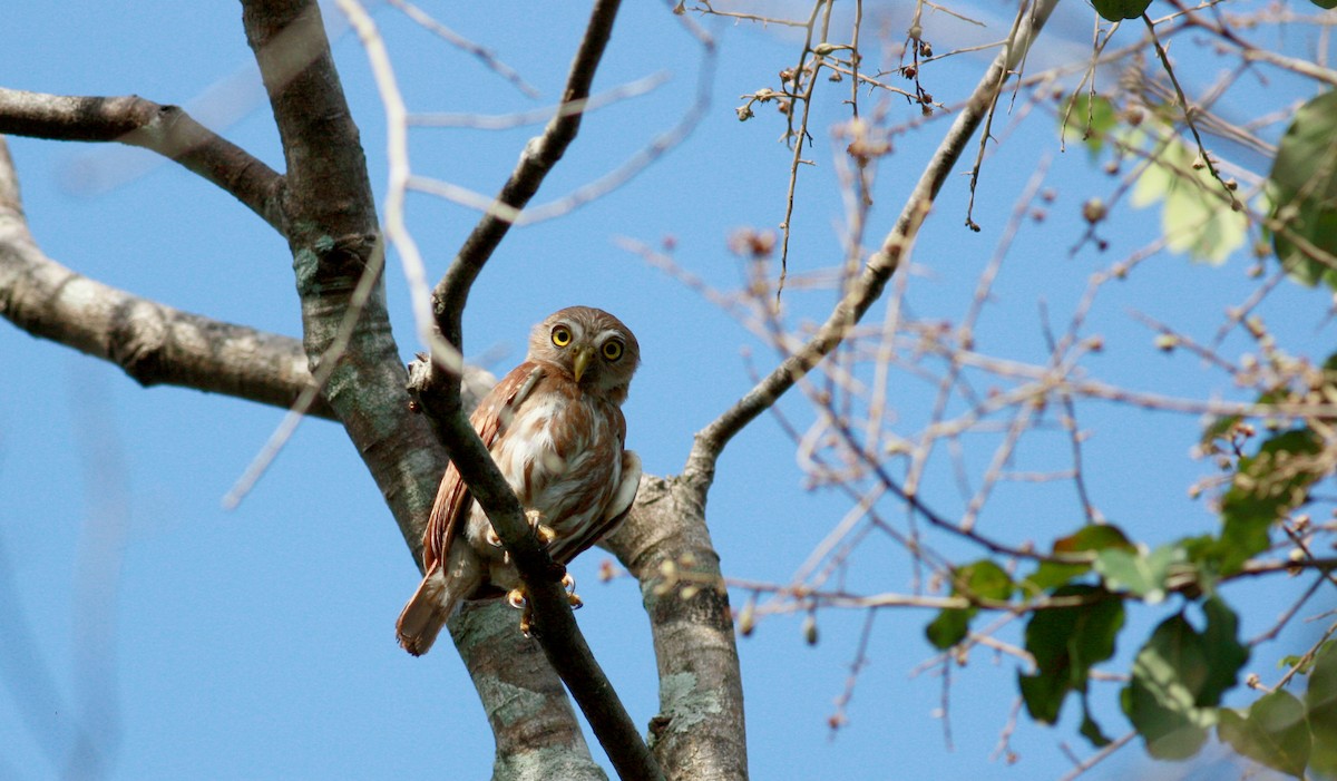 Ferruginous Pygmy-Owl - ML23880381