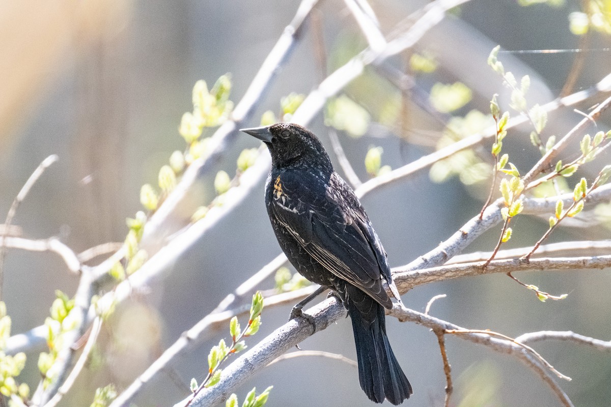 Red-winged Blackbird - Serg Tremblay