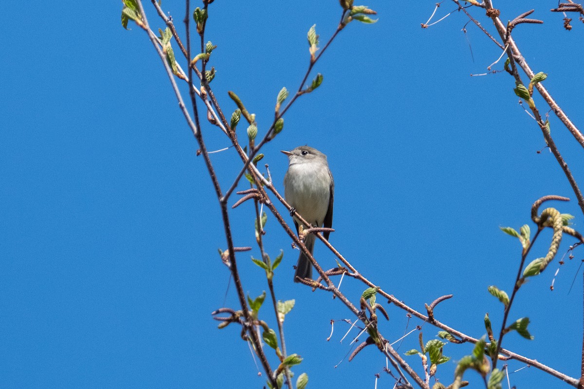 Alder Flycatcher - ML238804631