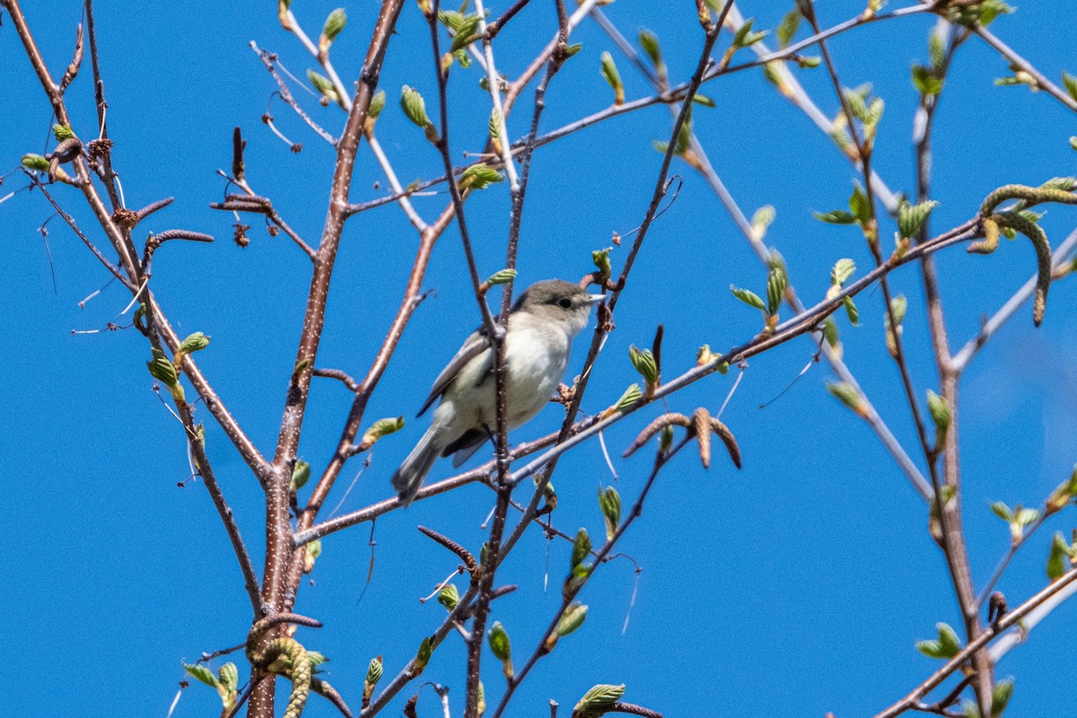 Alder Flycatcher - ML238804651