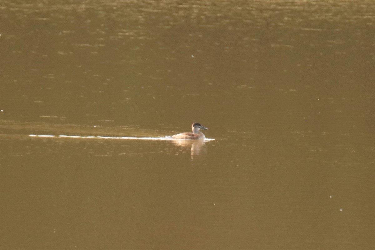 Ruddy Duck - ML238805011