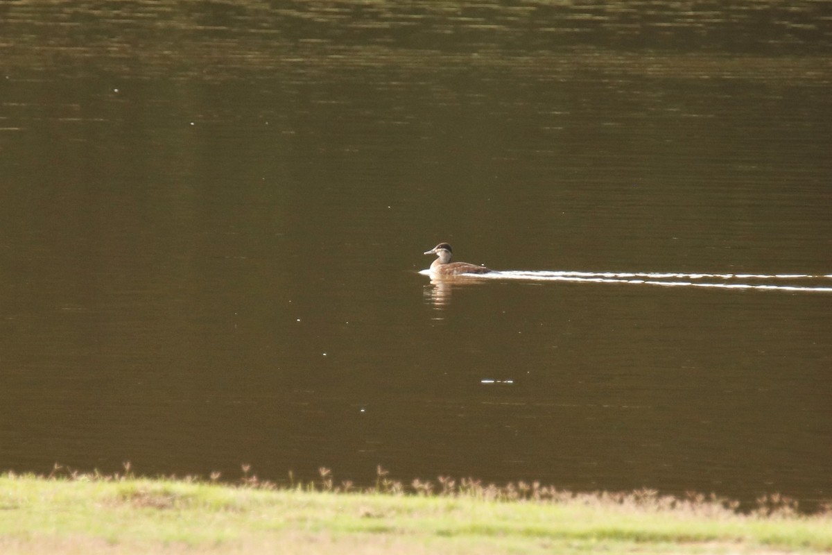 Ruddy Duck - ML238805021