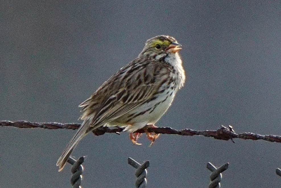 Savannah Sparrow - ML238805811