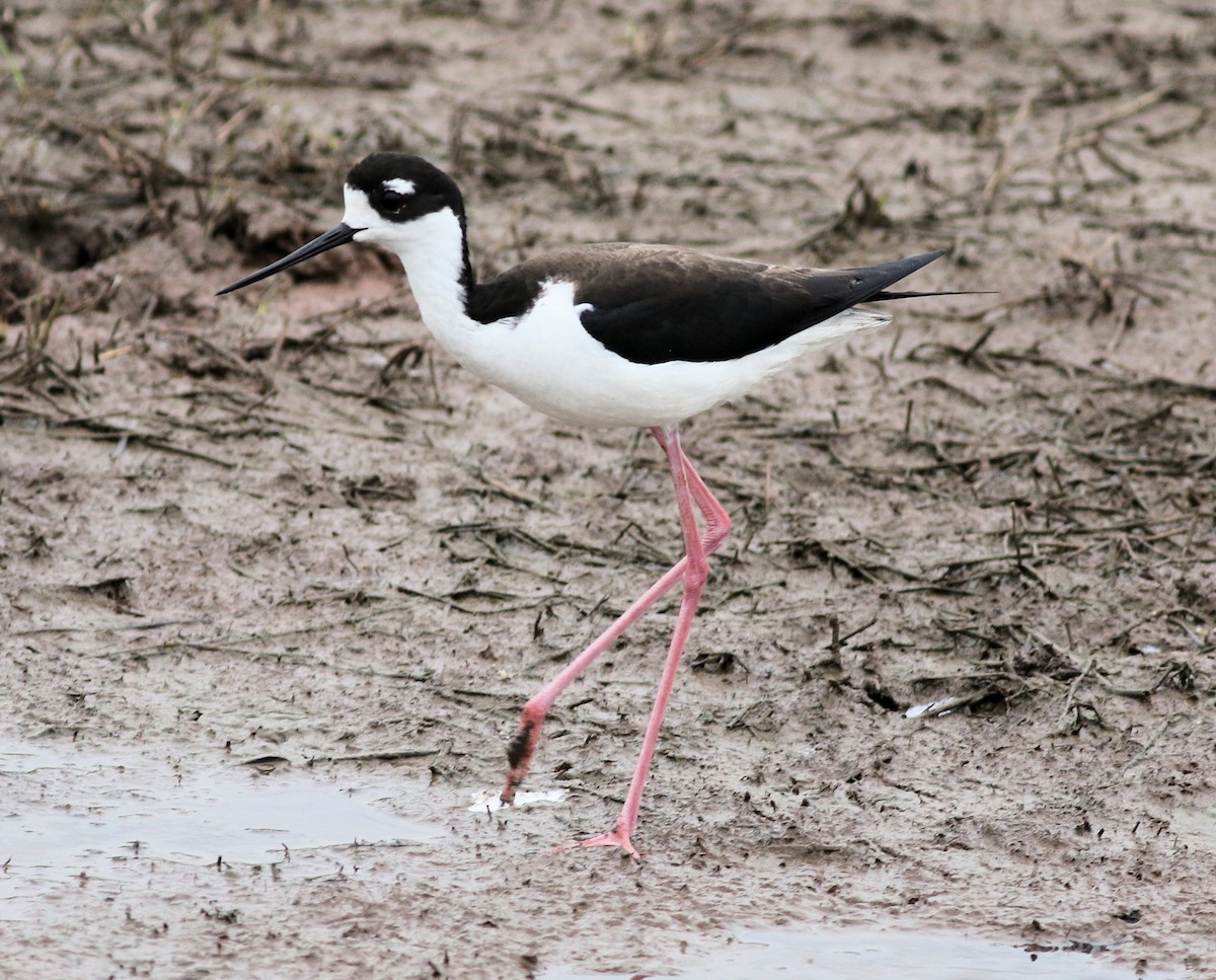 Black-necked Stilt - Lorraine Lanning