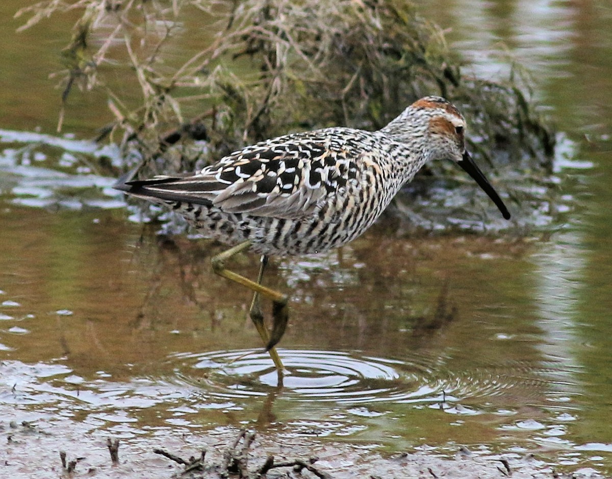 Stilt Sandpiper - Lorraine Lanning