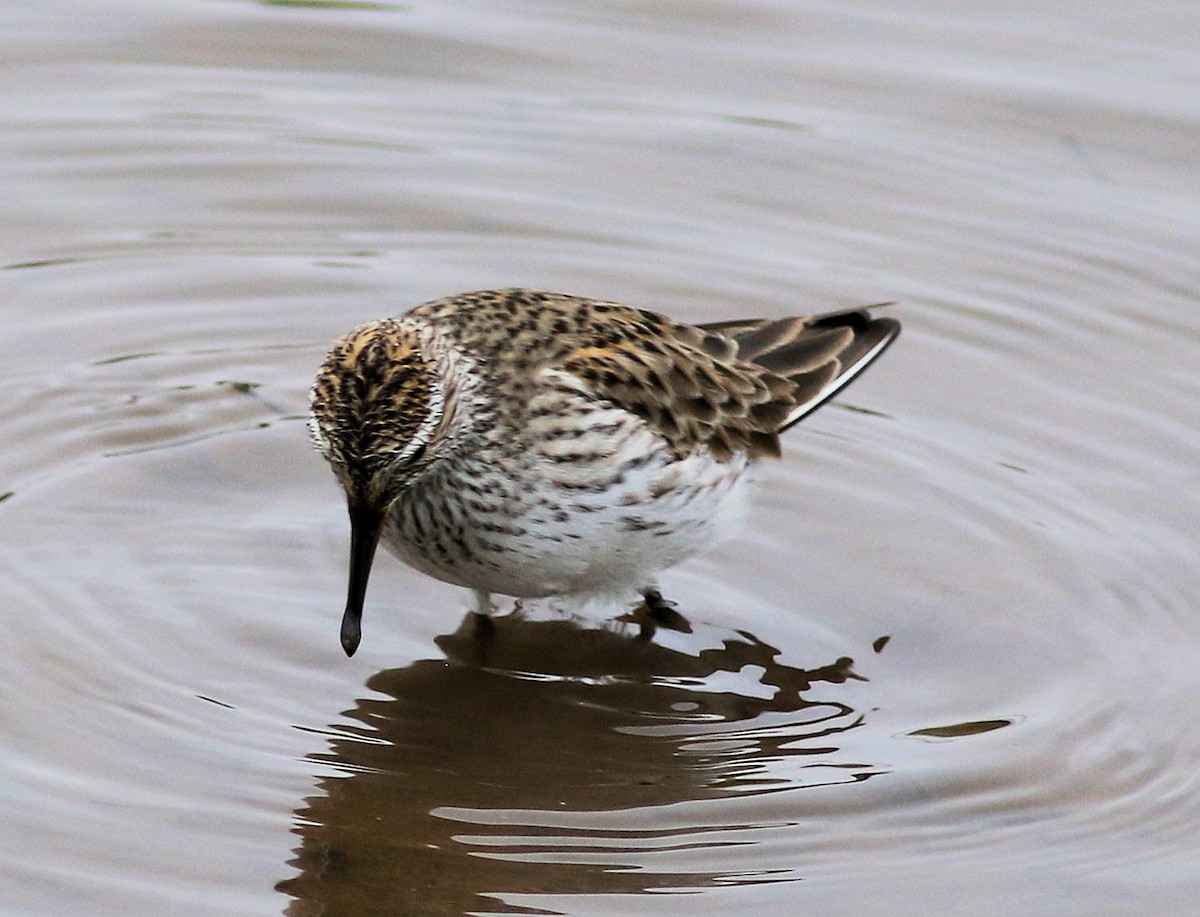 Stilt Sandpiper - Lorraine Lanning