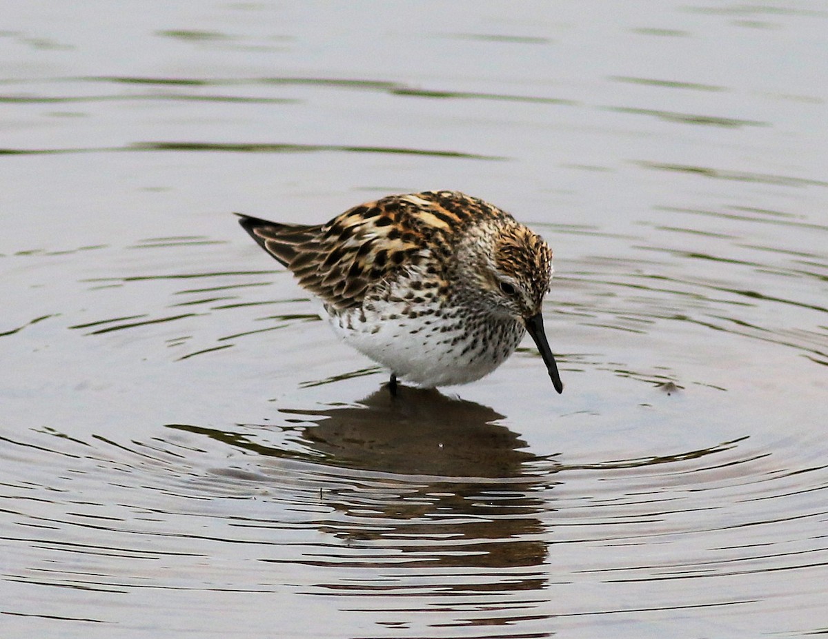 White-rumped Sandpiper - Lorraine Lanning