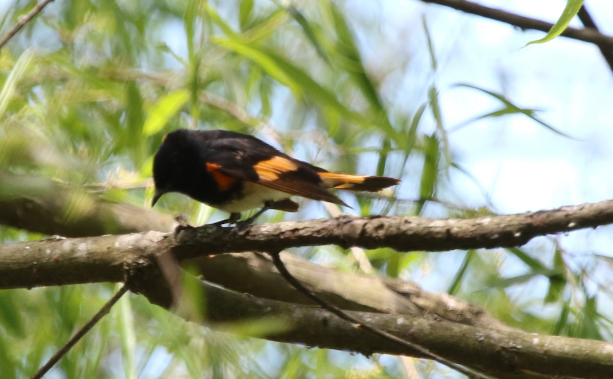 American Redstart - ML238808081