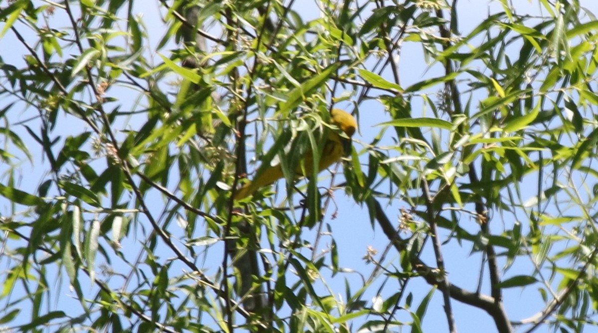 Yellow Warbler - ML238808211