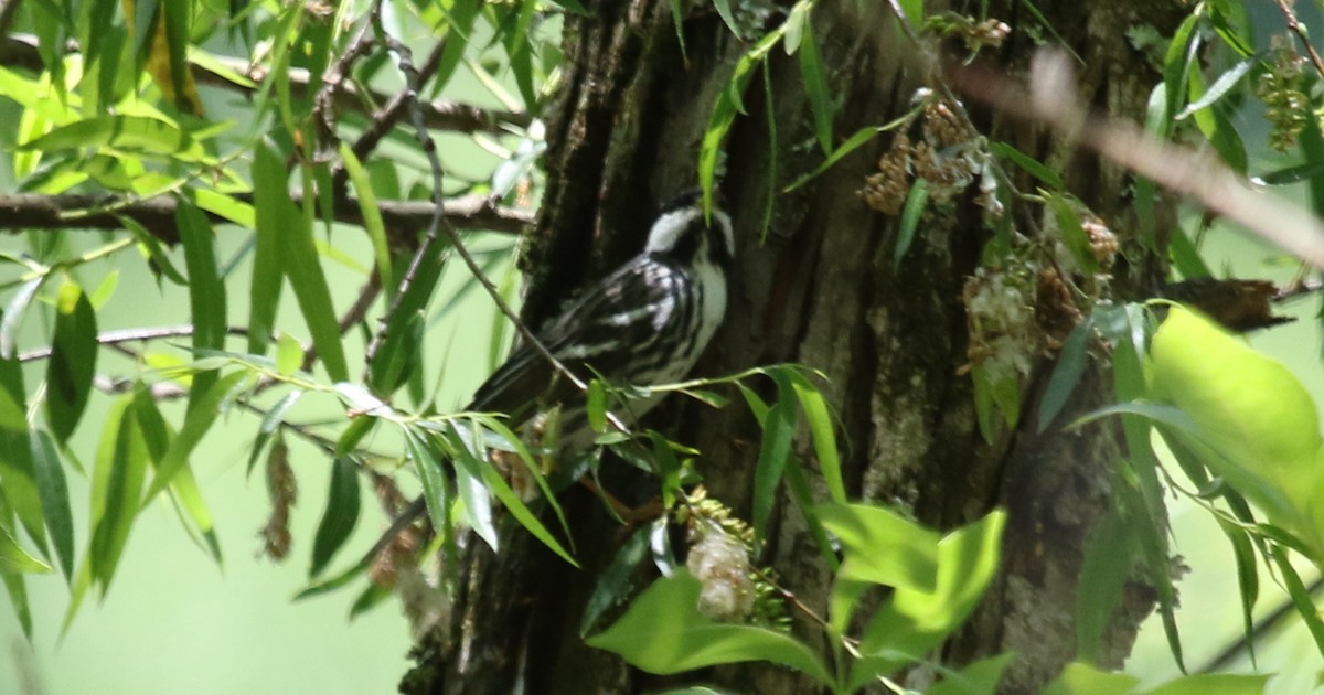 Blackpoll Warbler - ML238808371