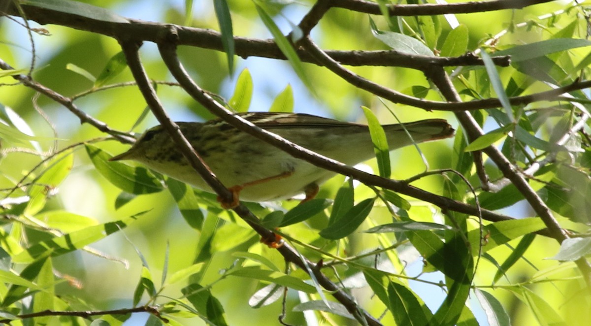 Blackpoll Warbler - ML238808391