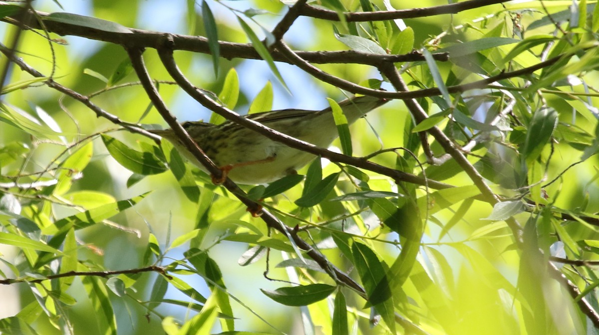 Blackpoll Warbler - ML238808411