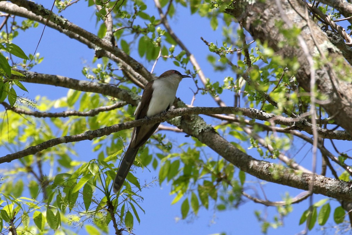 Black-billed Cuckoo - ML238809231