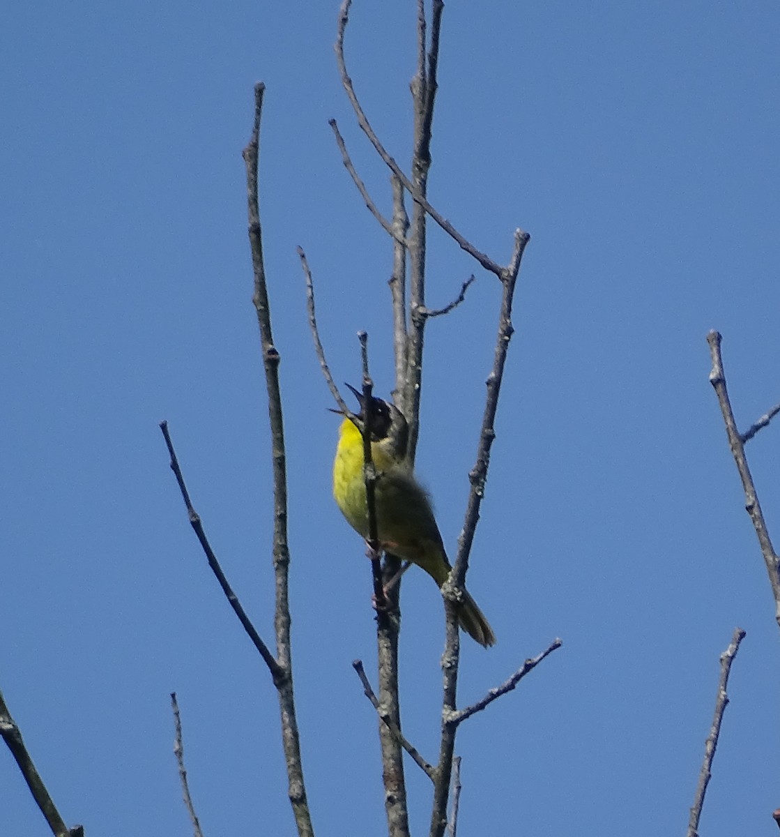 Common Yellowthroat - ML238809361