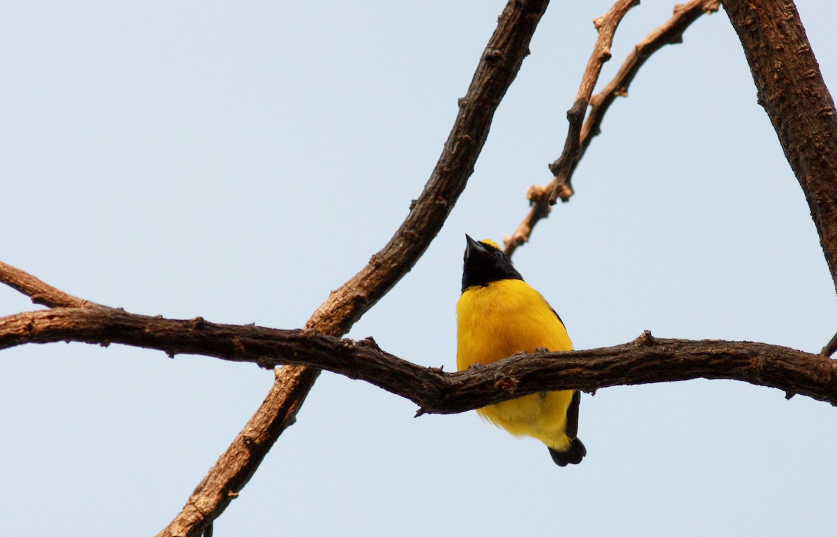 Trinidad Euphonia - ML23881071