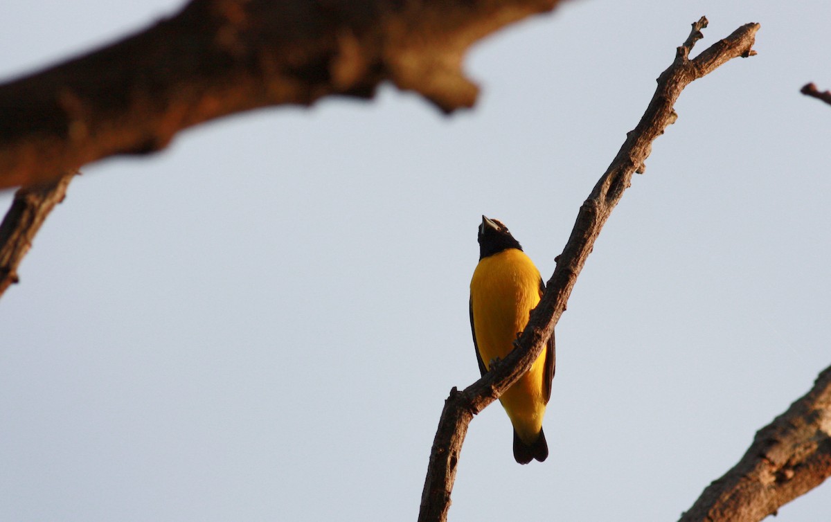 Trinidad Euphonia - ML23881081