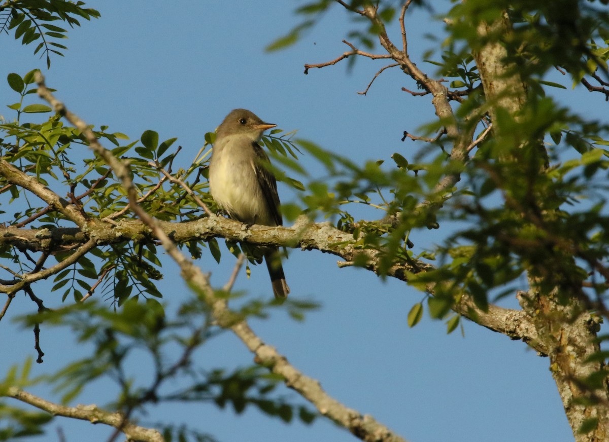 Eastern Wood-Pewee - ML238810831