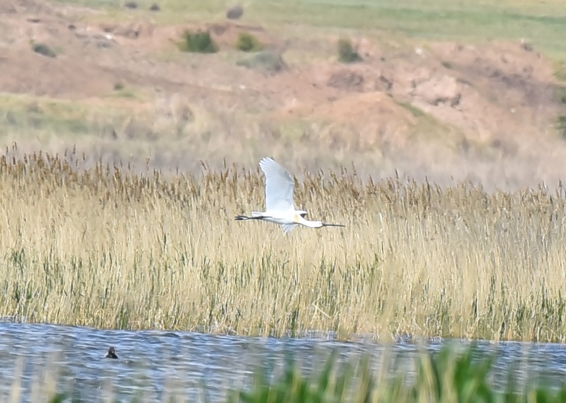 Eurasian Spoonbill - ML238810871