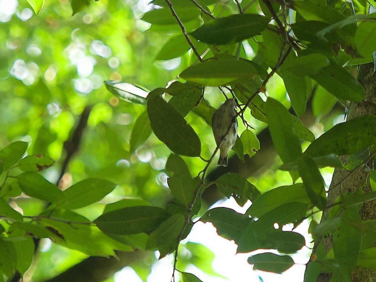 Thick-billed Flowerpecker - ML238813271