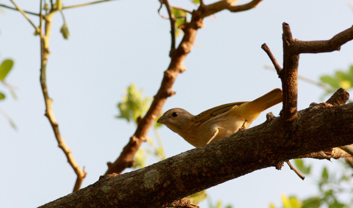 Saffron Finch (Saffron) - Jay McGowan