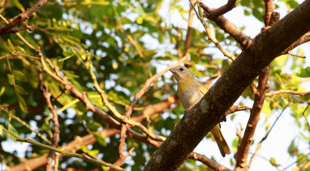 Saffron Finch (Saffron) - ML23881351