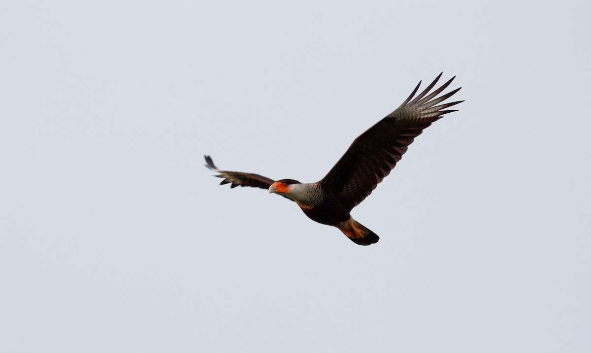 Crested Caracara (Northern) - ML23881471