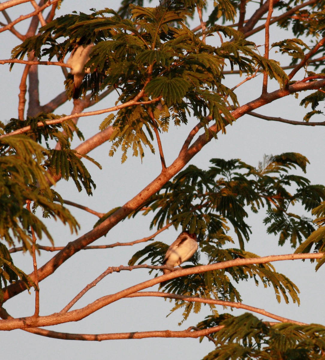 Black-crowned Tityra - ML23881541