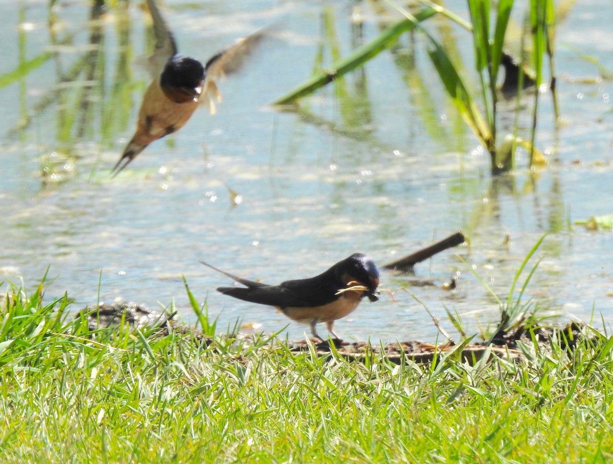 Golondrina Común - ML238815821