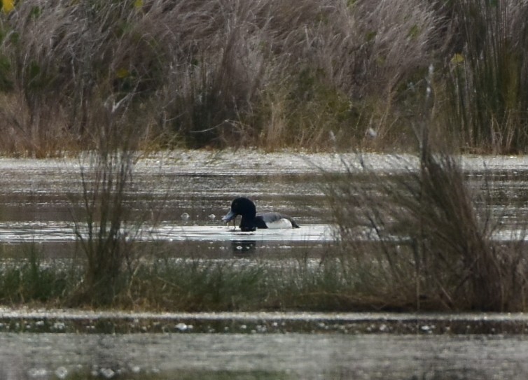 Greater Scaup - Kav Eldredge