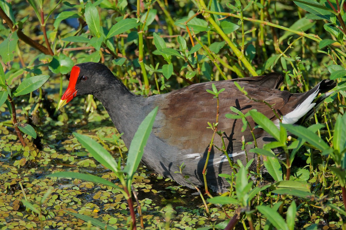 Common Gallinule - Harlan Stewart