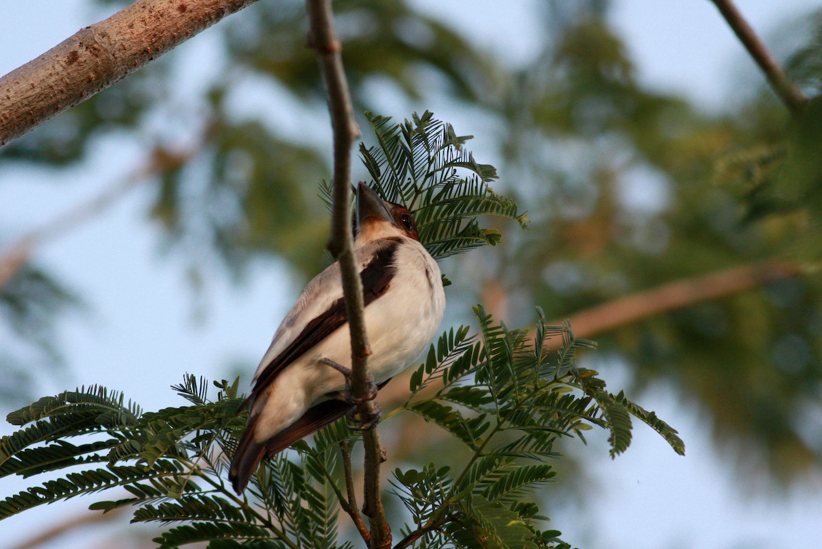 Black-crowned Tityra - ML23881771