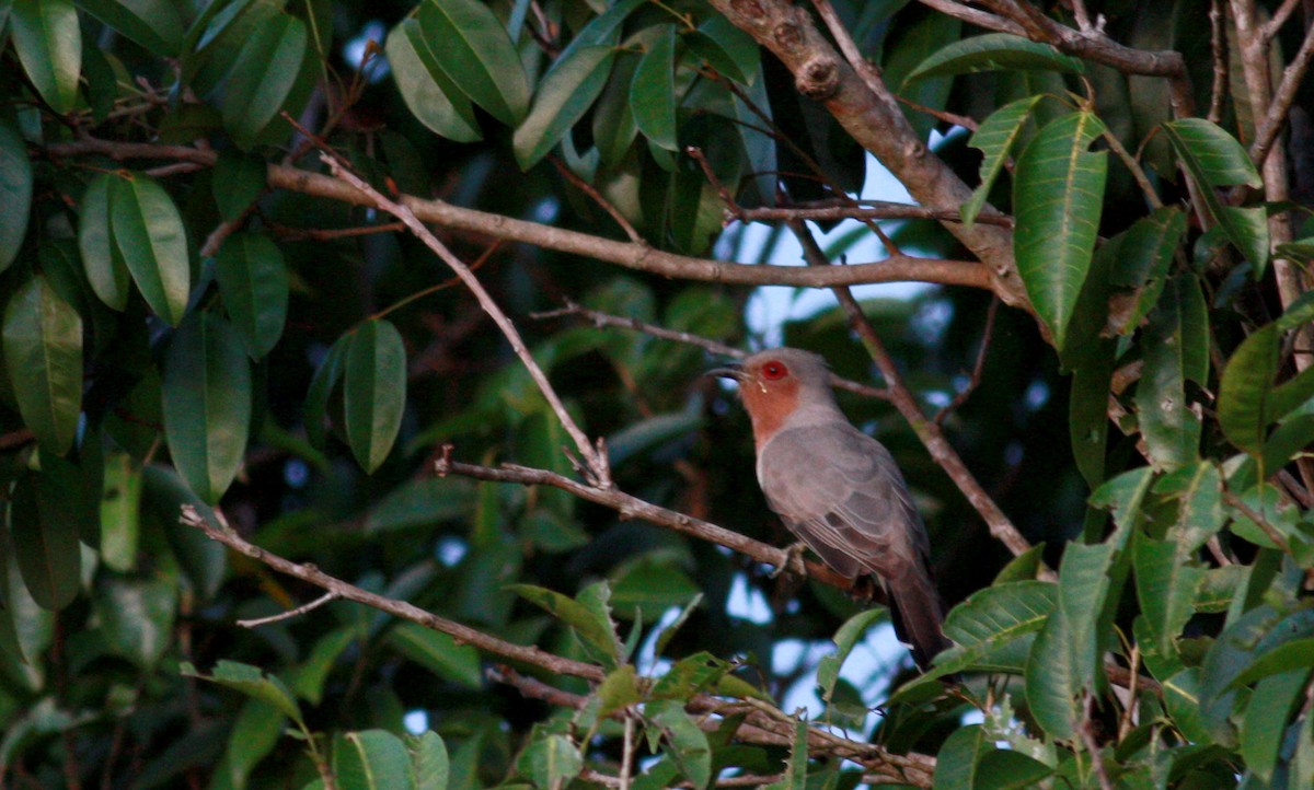 Dwarf Cuckoo - ML23881801