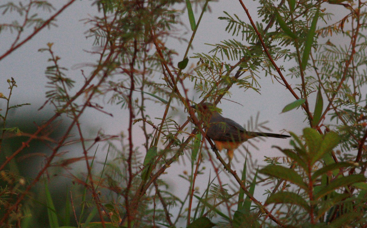 Dwarf Cuckoo - ML23881811