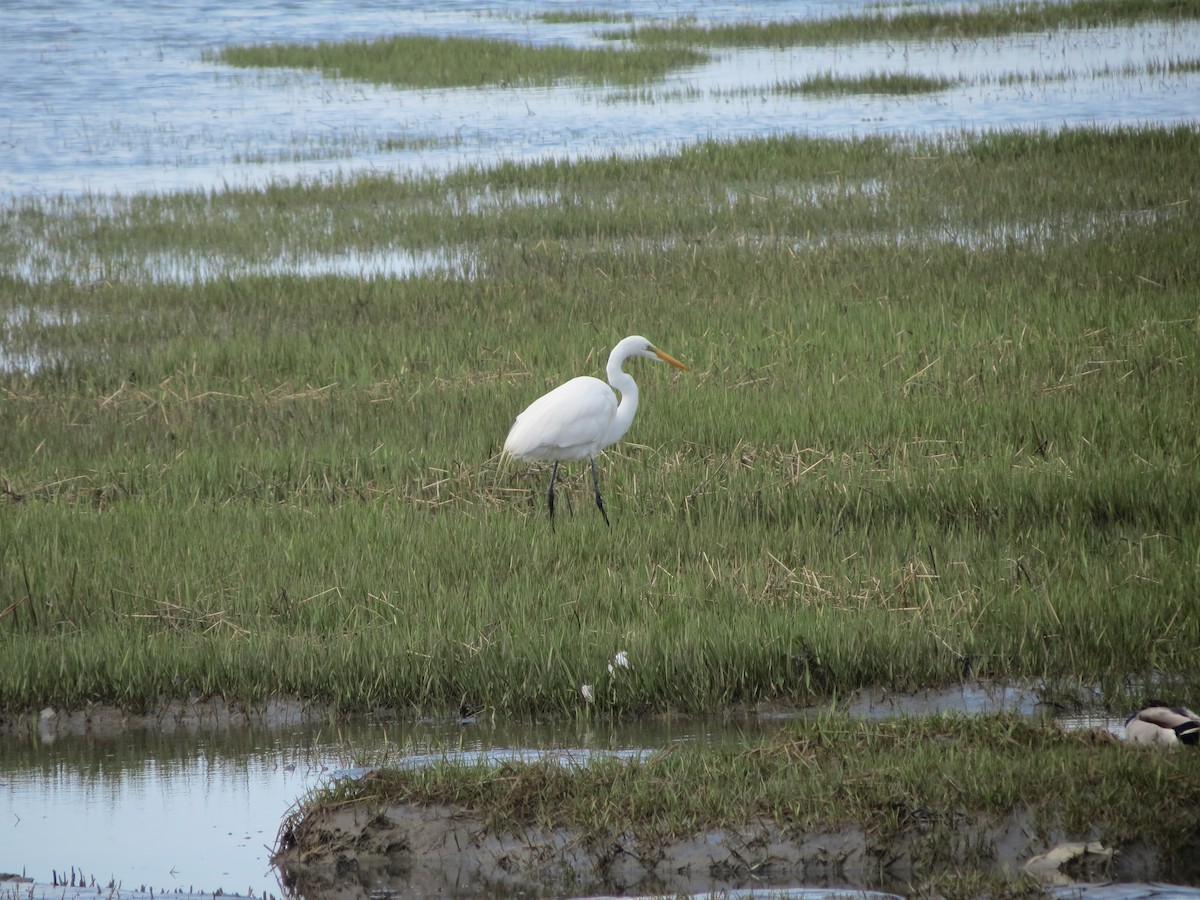 Great Egret - ML238818581