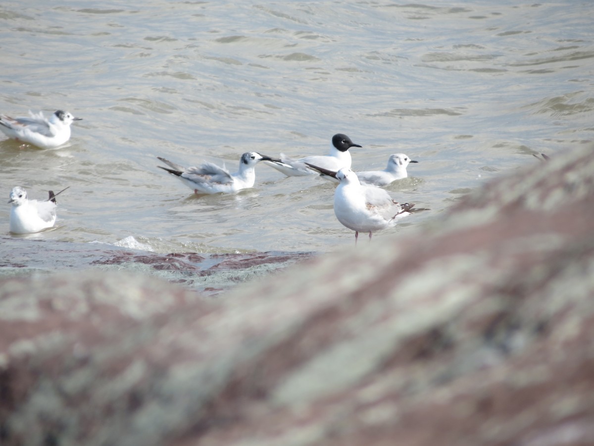 Bonaparte's Gull - ML238819081