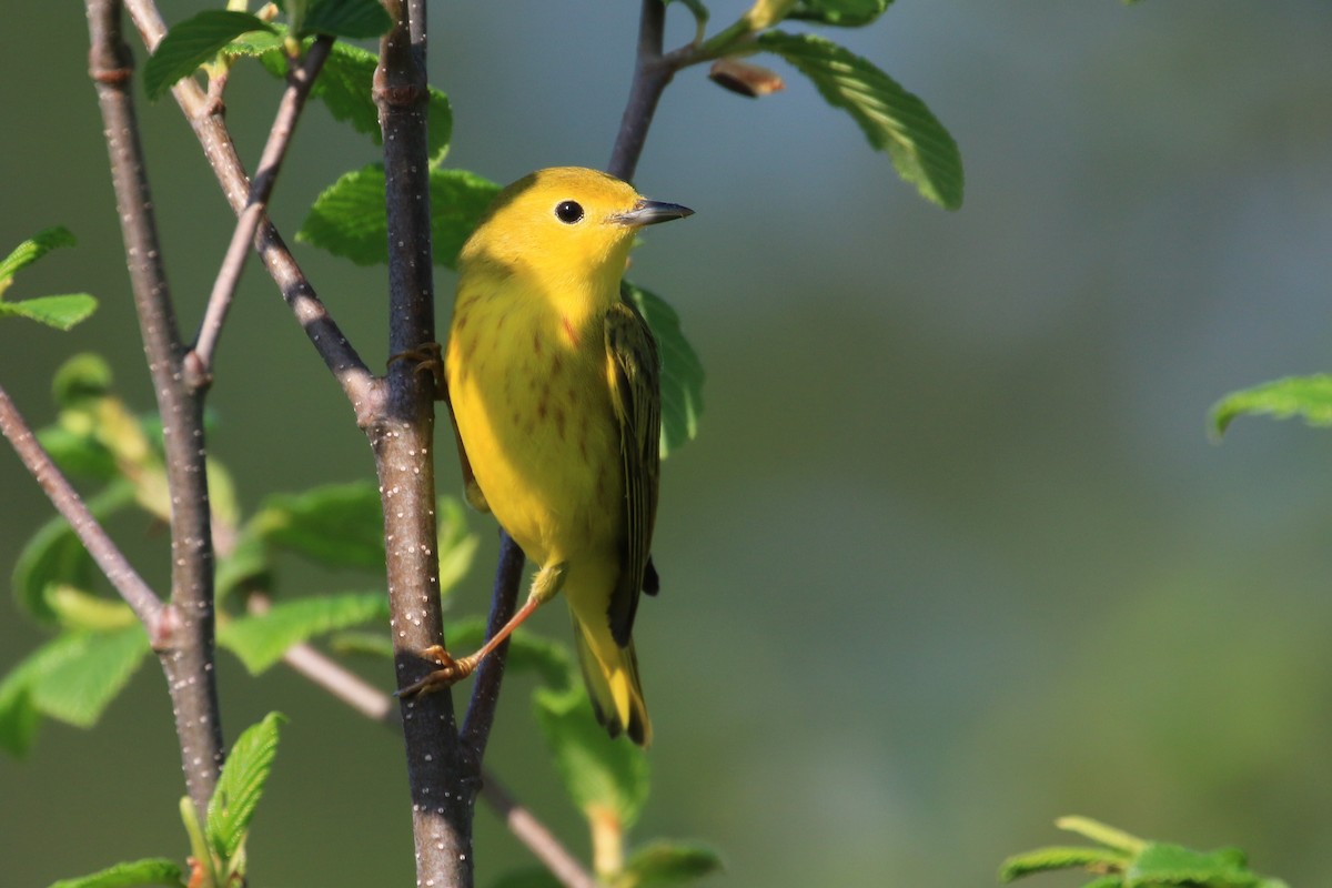 Yellow Warbler - ML238819431