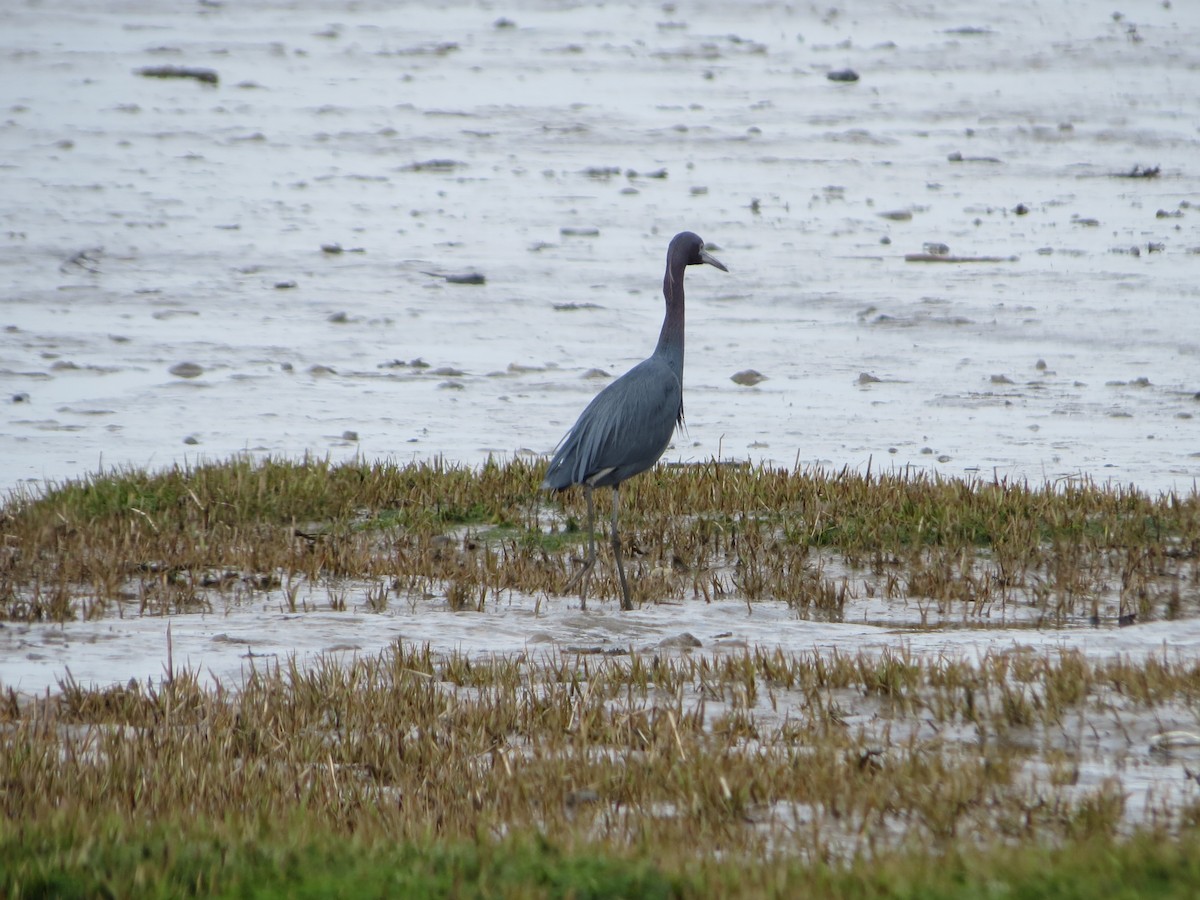 Little Blue Heron - ML238820981