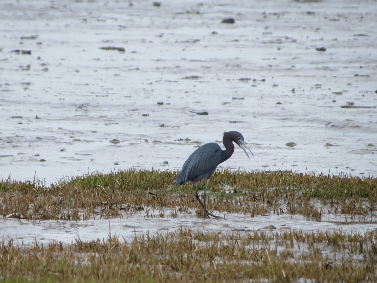 Little Blue Heron - ML238821331