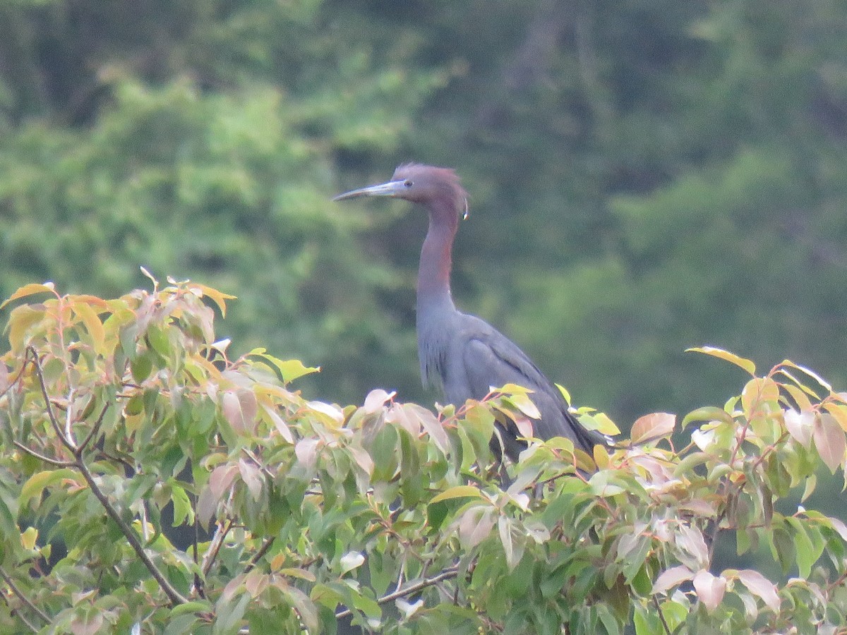 Little Blue Heron - ML238821541