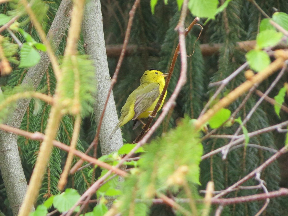 Wilson's Warbler - ML238821881