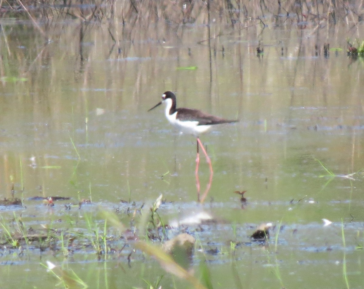 Black-necked Stilt - Matthew Hunter