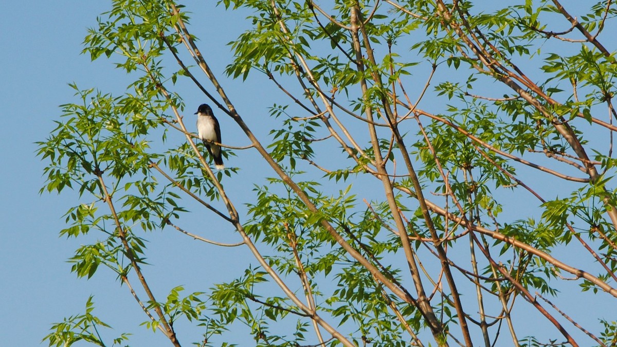 Eastern Kingbird - ML238822241